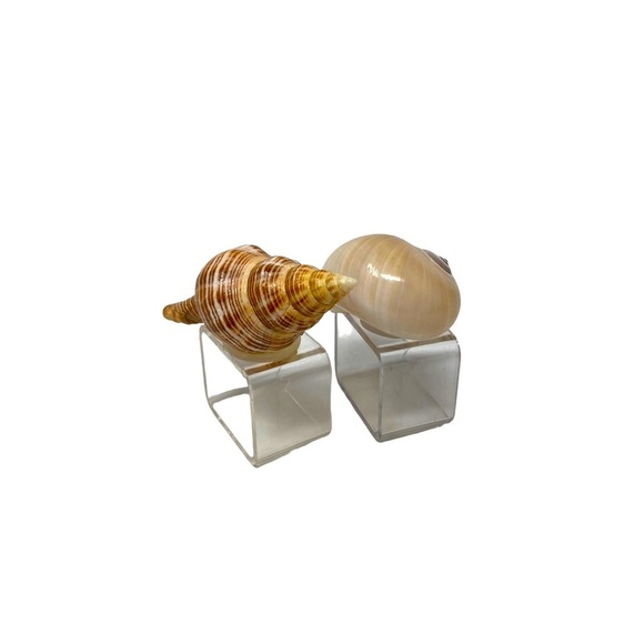 2 Beautiful Seashells | Napkin Rings | Hermit Crabs Shell | Square Base - Picture 5 of 6